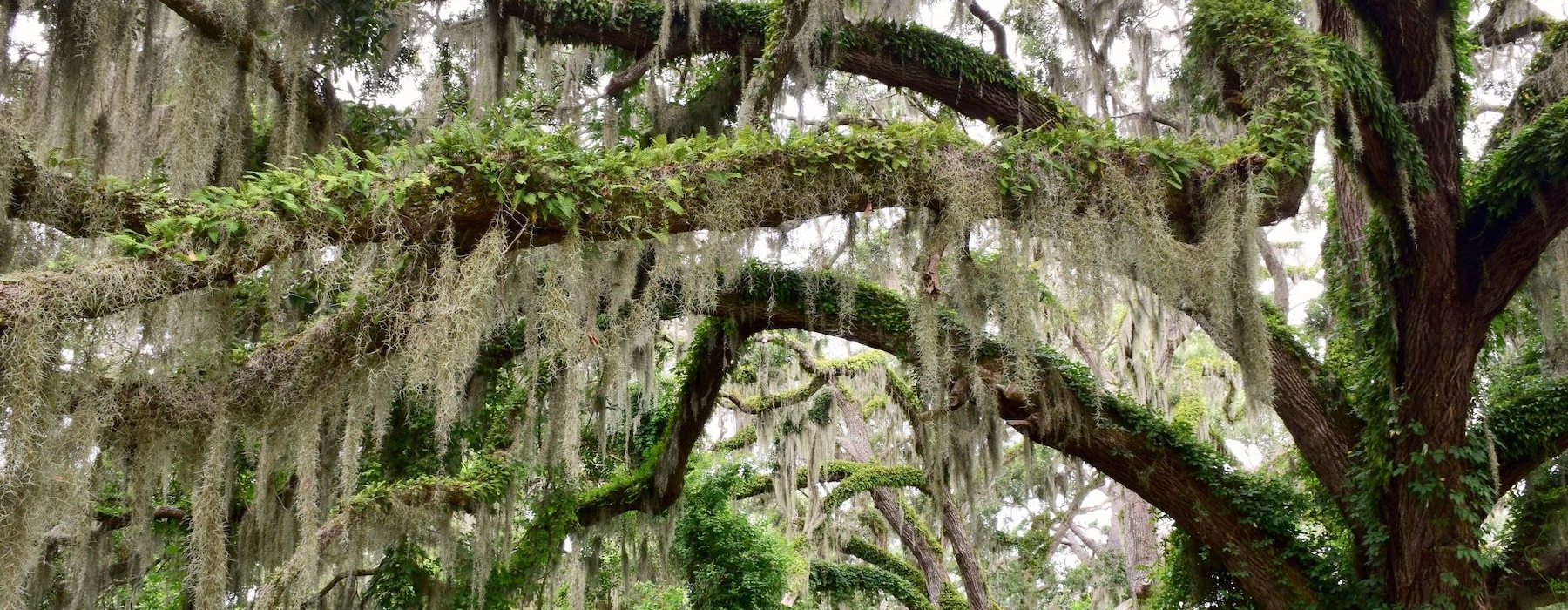 a close-up of a tree